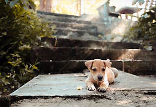 Lovely puppy in front of stair in the park