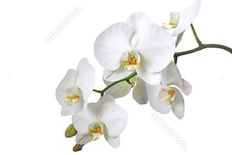White orchid
