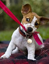 Puppy Playing With Ribbon