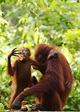 Wild baby and mom Orangutans Borneo phone wallpaper