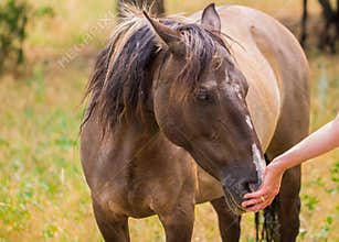 Brown and white Horse nuzzling owners hand