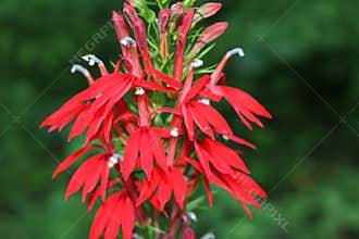 Cardinal Flower