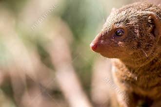 Dwarf mongoose. African wildlife with small mammal in close up