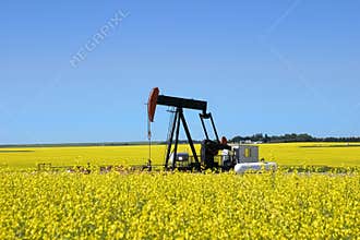 Pump jack in canola field