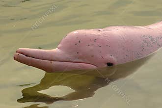 Pink dolphin