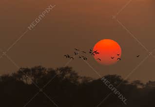 Bird flying over during Sunset at bharatpur