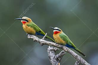 White fronted Bee eater in Mapungubwe National park, South Africa