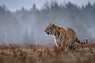 Siberian Tiger in the snow Panthera tigris