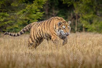 Siberian Tiger in the snow Panthera tigris