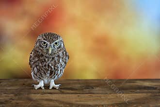 Little Owl Athene noctua on colorful background. With copy space
