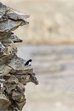 Little auk, Alle alle, one bird sitting at the breeding site on a cliff high above Longyearbyen. Spitsbergen, Svalbard