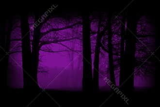 Purple, Violet Woods, Forest Background