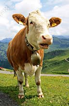 Speaking cow