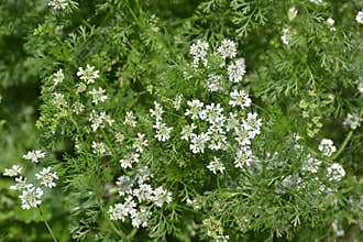 Coriander flowers flowers closeup