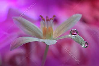 Beautiful Nature Background.Artistic Violet Wallpaper.Natural Macro Photography.Spring,white flower.Floral Art.Purity,water,light