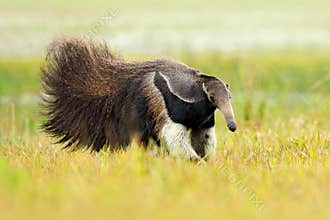 Anteater, cute animal from Brazil. Giant Anteater, Myrmecophaga tridactyla, animal long tail and log muzzle nose, Pantanal, Brazil