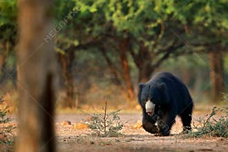 Wildlife Asia. Cute animal on the road Asia forest. Sloth bear, Melursus ursinus, Ranthambore National Park, India. Wild Sloth bea