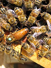 Bees