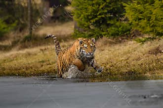 Siberian Tiger in the snow Panthera tigris