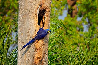 Blue parrot in green tropic forest. Big blue parrot Hyacinth Macaw, Anodorhynchus hyacinthinus, in tree nest cavity, Pantanal, Bra