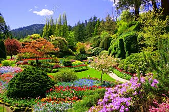 View over colorful flowers of a garden at springtime, Victoria, Canada