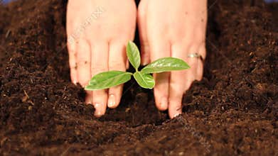 Planting a young tree close up