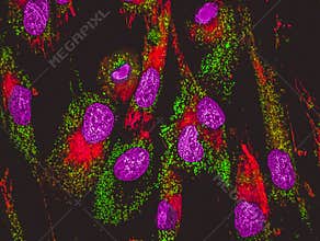 Confocal image of mitochondria staining