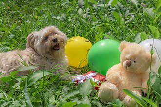 Cute dog with colorful balloons and gifts