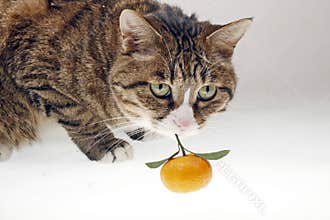 Cat and orange.