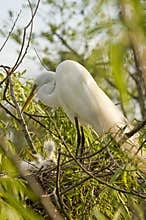 Cattle Egret with chicks