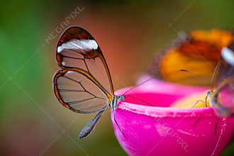 Butterfly with transparent wings