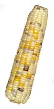 Sweet waxy corn