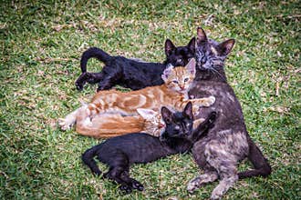 Cat family lying on the lawn