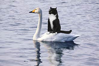 Scared black cat floats on a white swan
