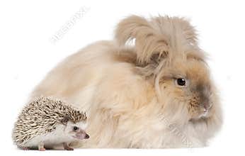 English Angora rabbit and a Four-toed Hedgehog, Atelerix albiventris