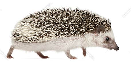 Four-toed Hedgehog, Atelerix albiventris, 2 years old