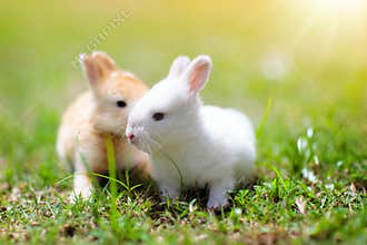 Baby rabbit eating grass outdoor on sunny summer day. Easter bunny in garden. Home pet for kid. Cute pets and animals for family