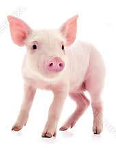 Small pink pig isolated