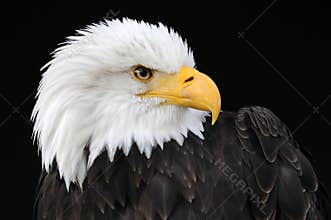 Profile of a bald eagle