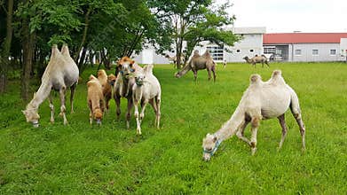 Camels on the field