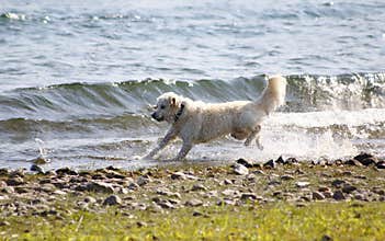 Dog, Golden Redriever jumps in the water, on the shore of the lake, around and enjoys the water drops, splashes