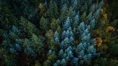 Evergreen trees in Washington State