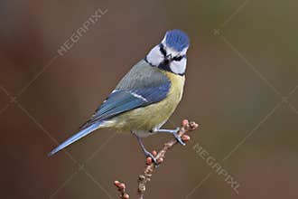 Blue tit, Parus caeruleus