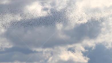 Starlings in the sky creating figures