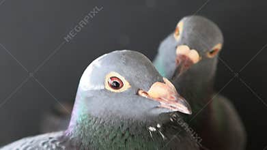 Couples of breeding pigeon in home loft