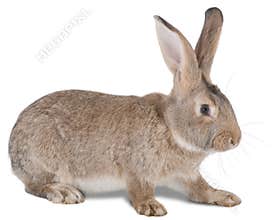 Rabbit farm animal
