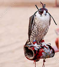 Blinkered hawk