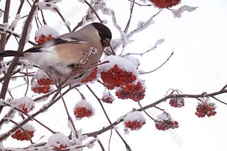Bullfinch pecks berries of the frozen red mountain ash