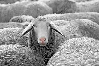 Sheep