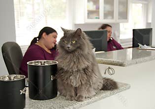 Beautiful cat at a vet's reception